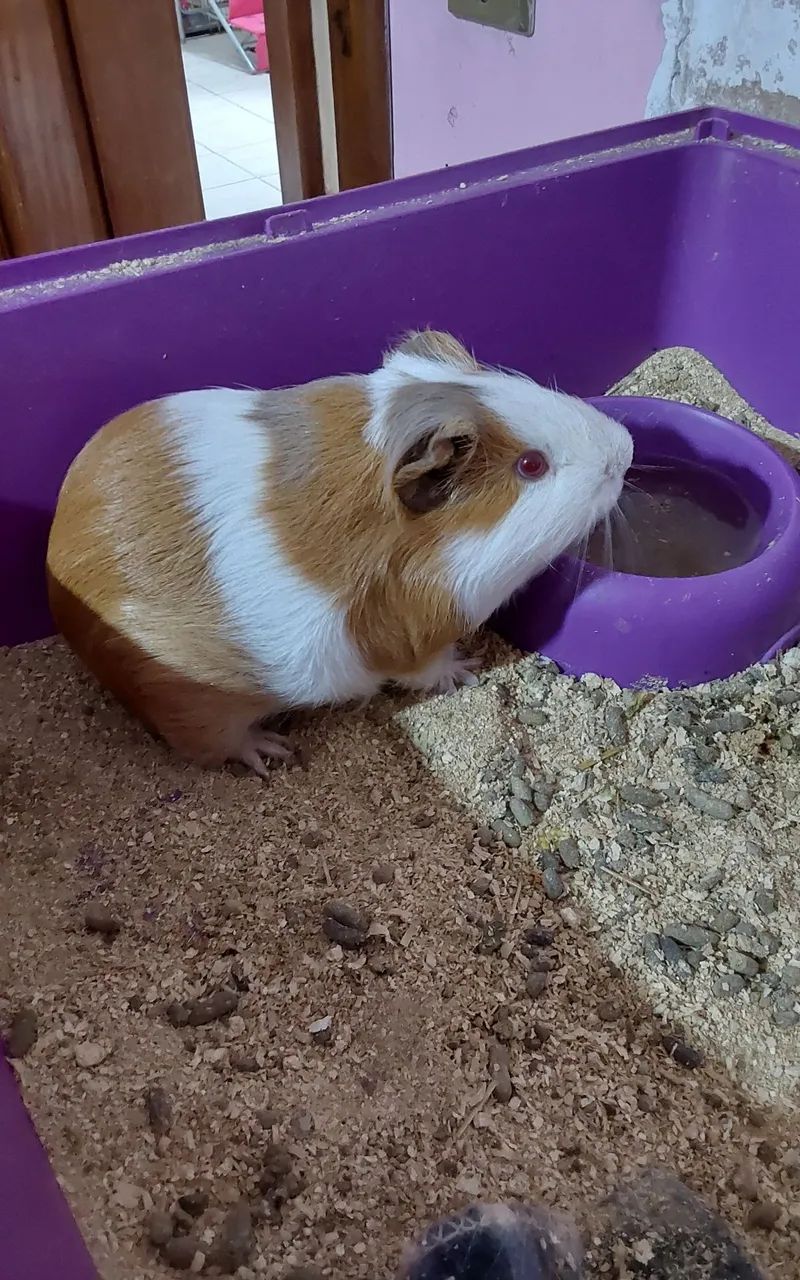 DOAÇÃO DE PORQUINHO DA ÍNDIA  - Foto 2