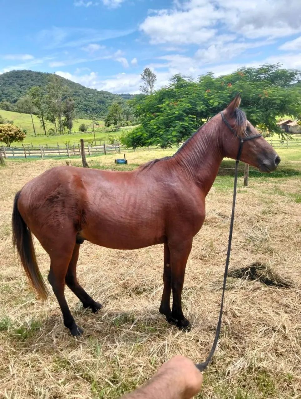 Vendo potro  - Foto 3