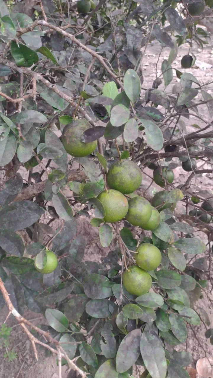 Chácara  - Foto 2