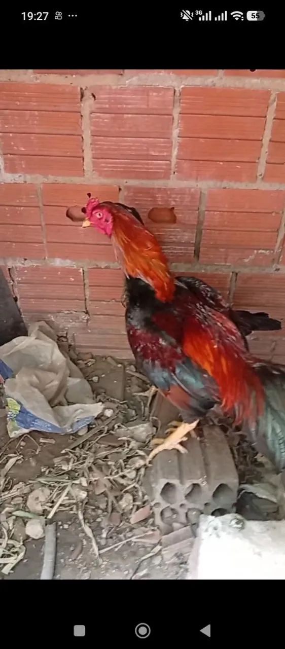 Estou vendendo um casal de galinhas indianas - Foto 6