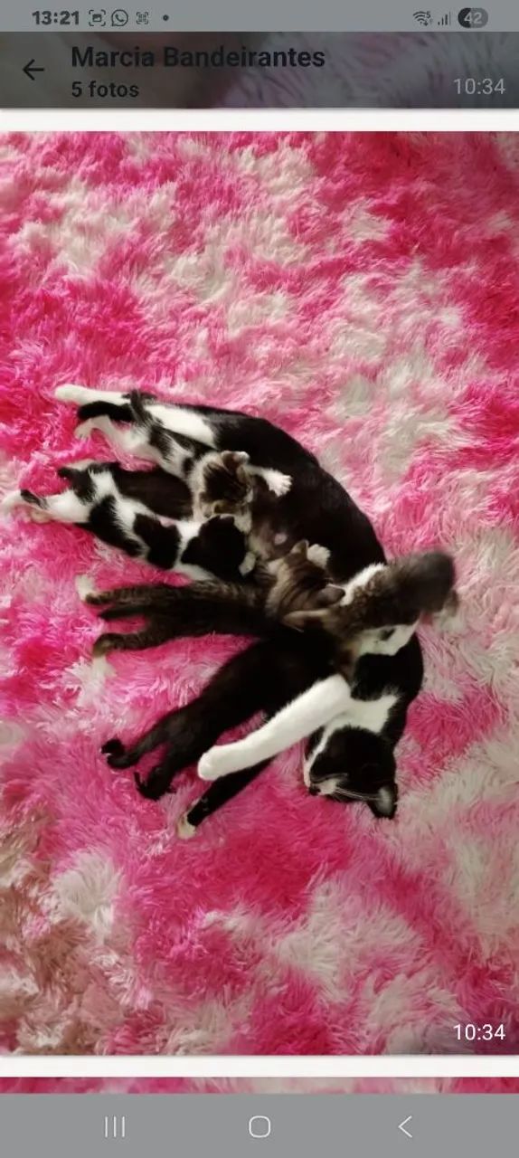  lindos gatinhos para adoção  - Foto 2
