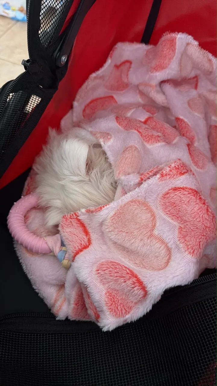 Maltês micro 4 meses  - Foto 3