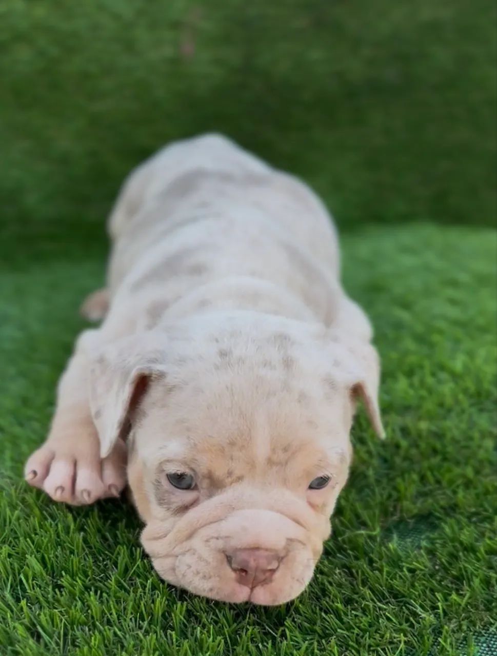 American bully macho  - Foto 2