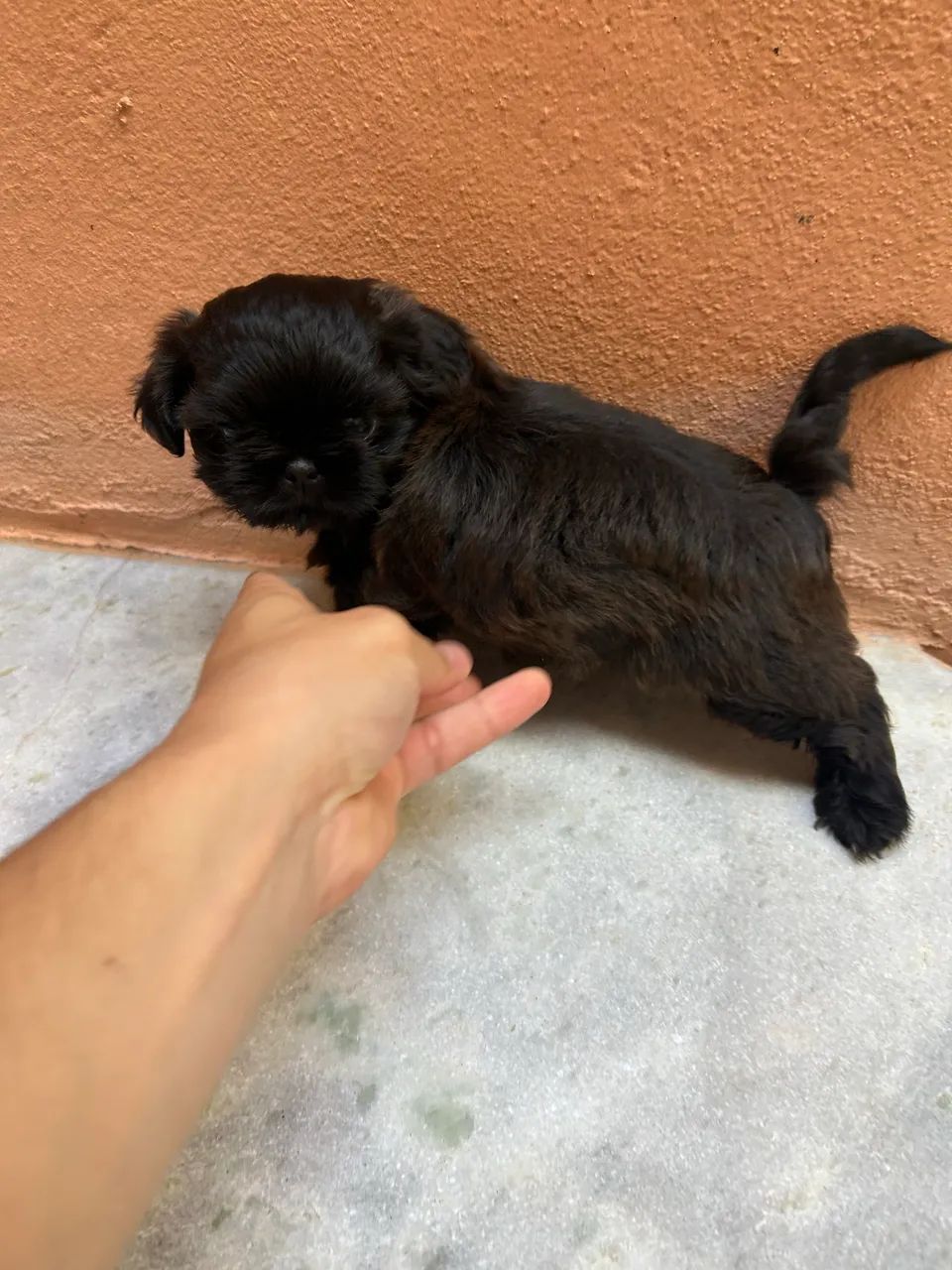 Shih Tzu - macho chocolate 