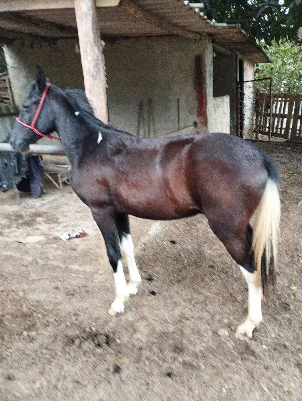 Potro mangalarga  - Foto 2