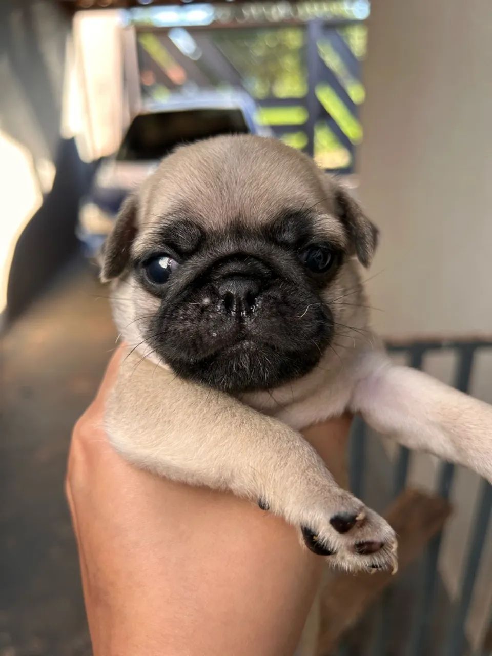 Filhotes de pug - Foto 3
