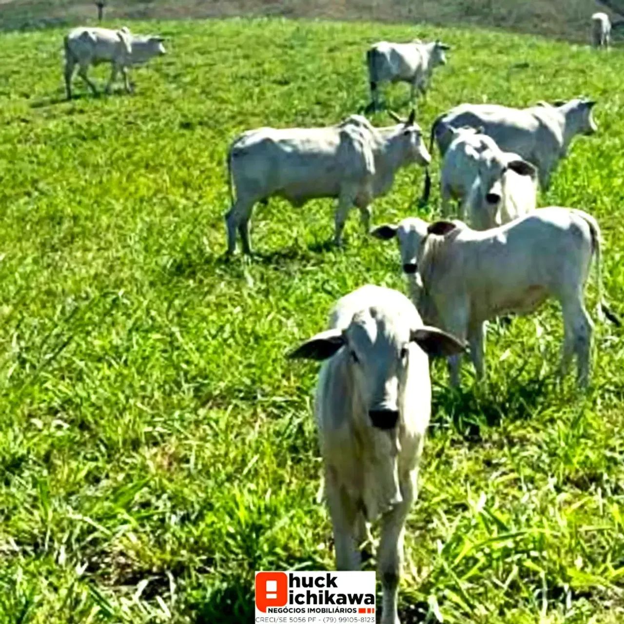 FAZENDA de 230 tarefas  Santo Amaro das Brotas - Foto 3