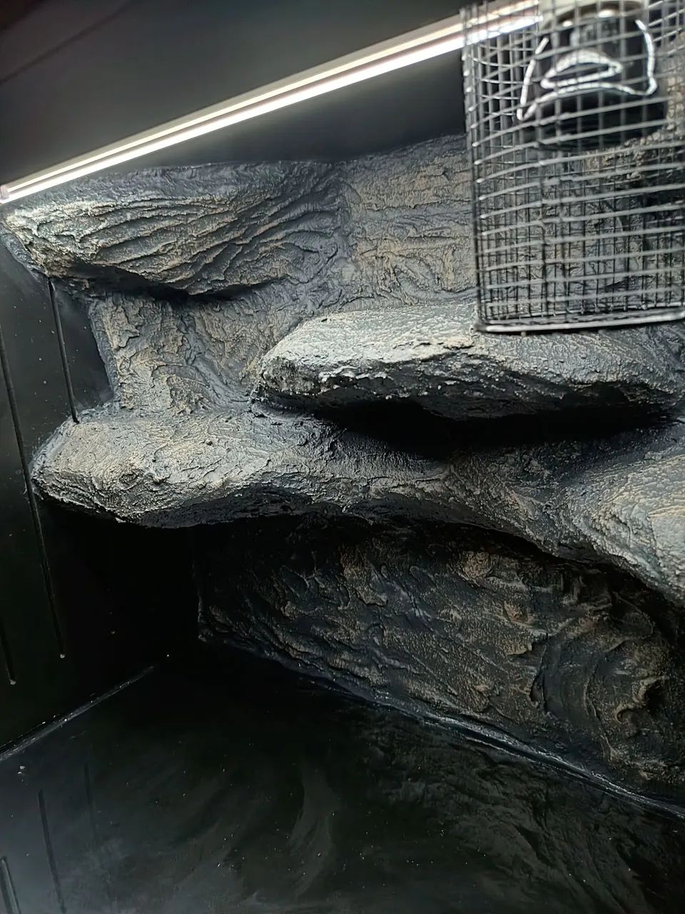 Terrário  - Foto 2