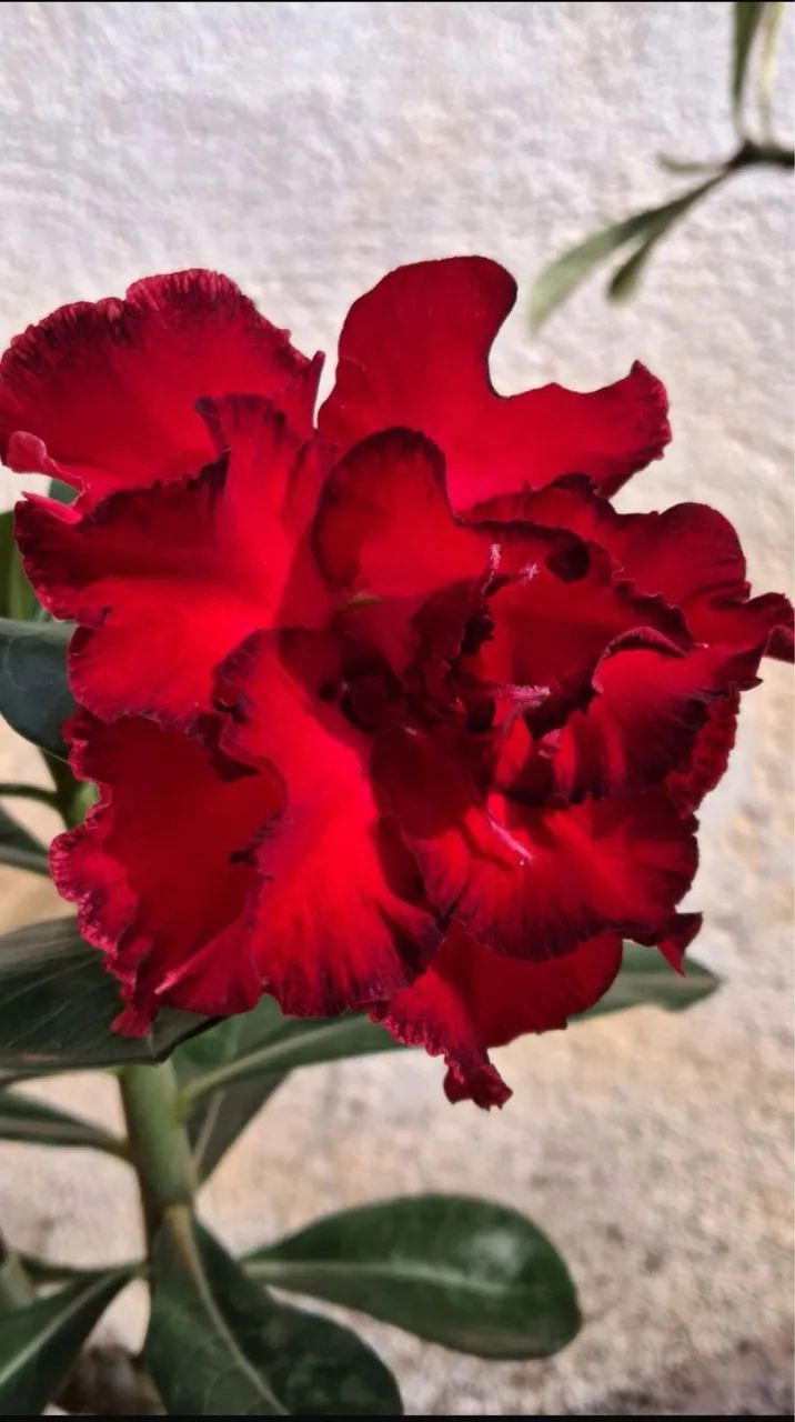 Rosa do deserto  - Foto 2