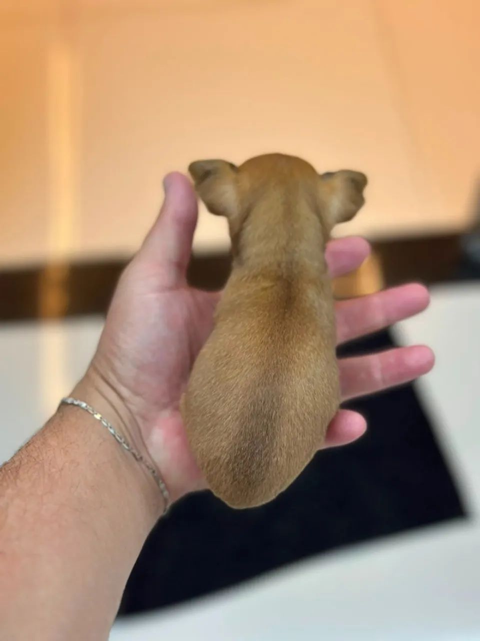 Pinscher macho zero - Foto 4