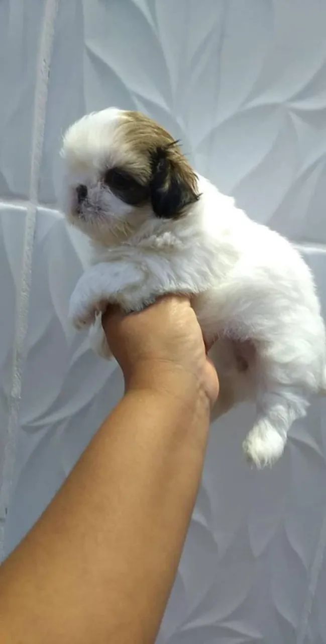 Shih Tzu 
