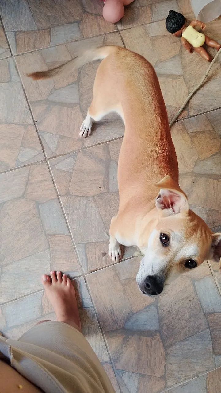 Doação de cachorro  - Foto 2