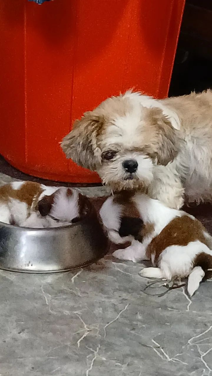 Shihtzu macho