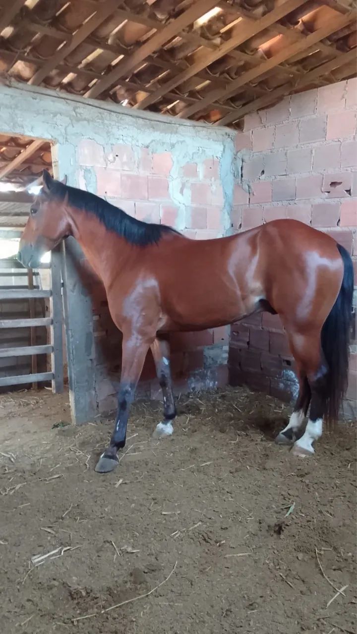 Cavalo de direita  , pronto para vim testar para aspirante e iniciante  - Foto 3