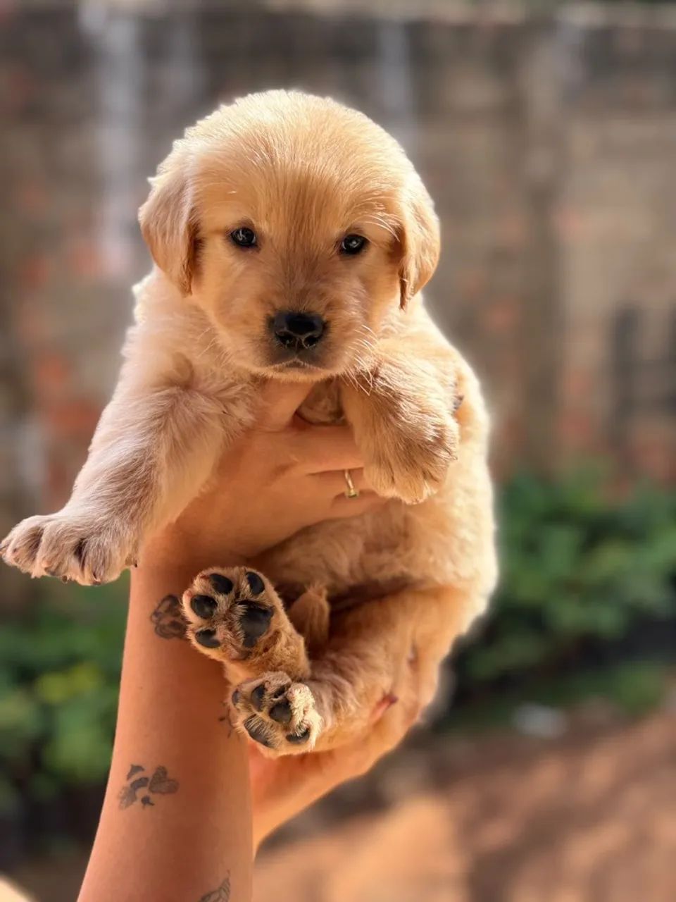 Golden retriever  - Foto 5