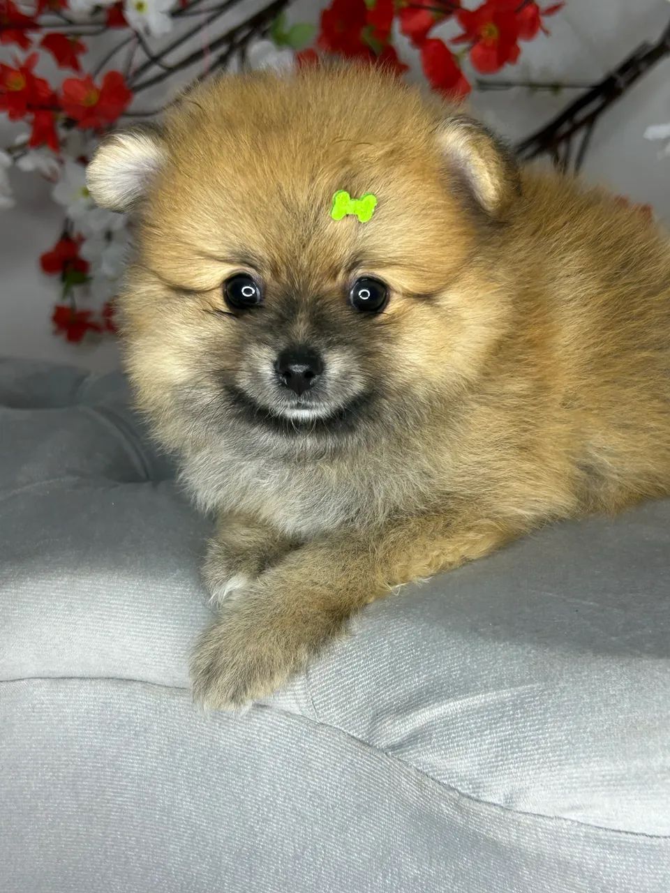 Spitz alemão macho  - Foto 5