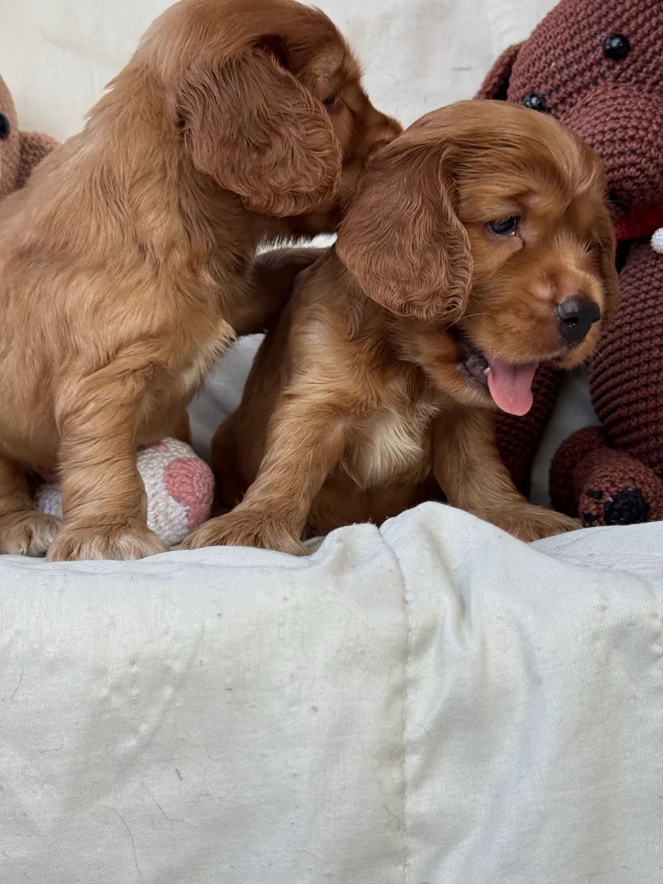 Filhotes de Cocker Spaniel Machos - Foto 5