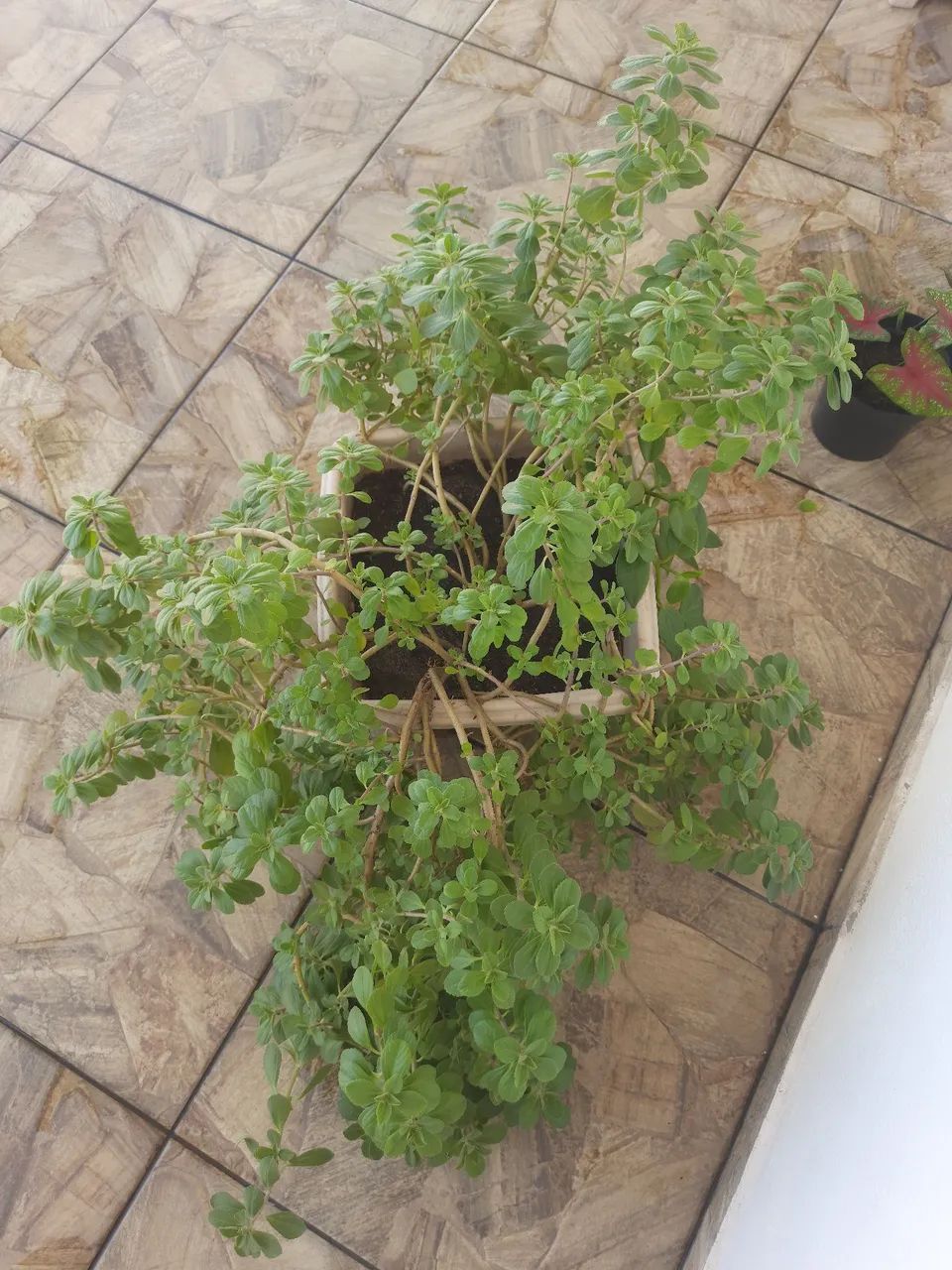 Vaso de Plantas
