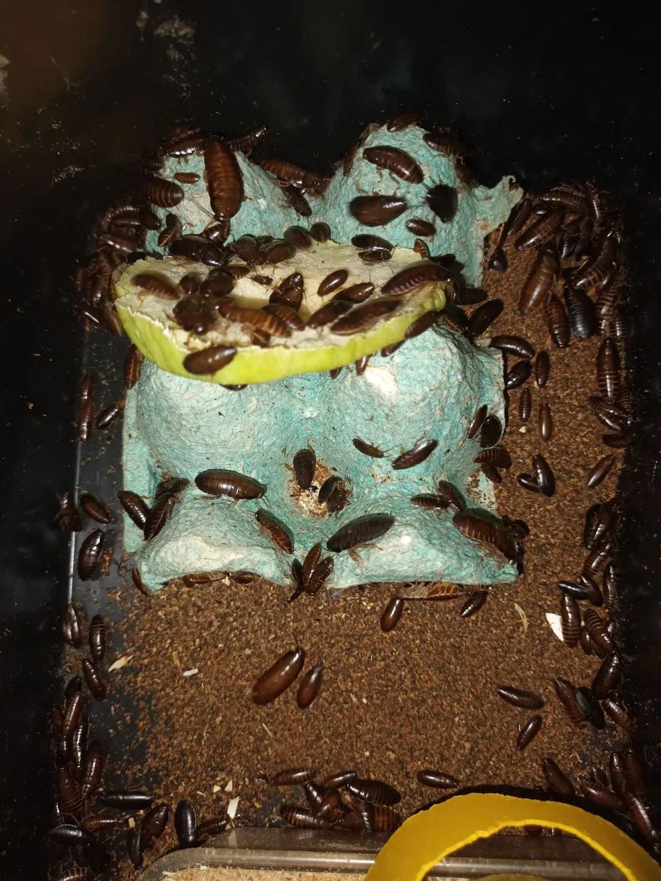 Baratas sinerea africana - Foto 6