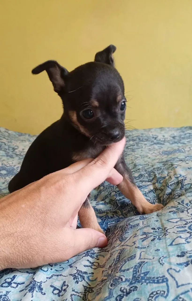 Chihuahuas - Foto 5