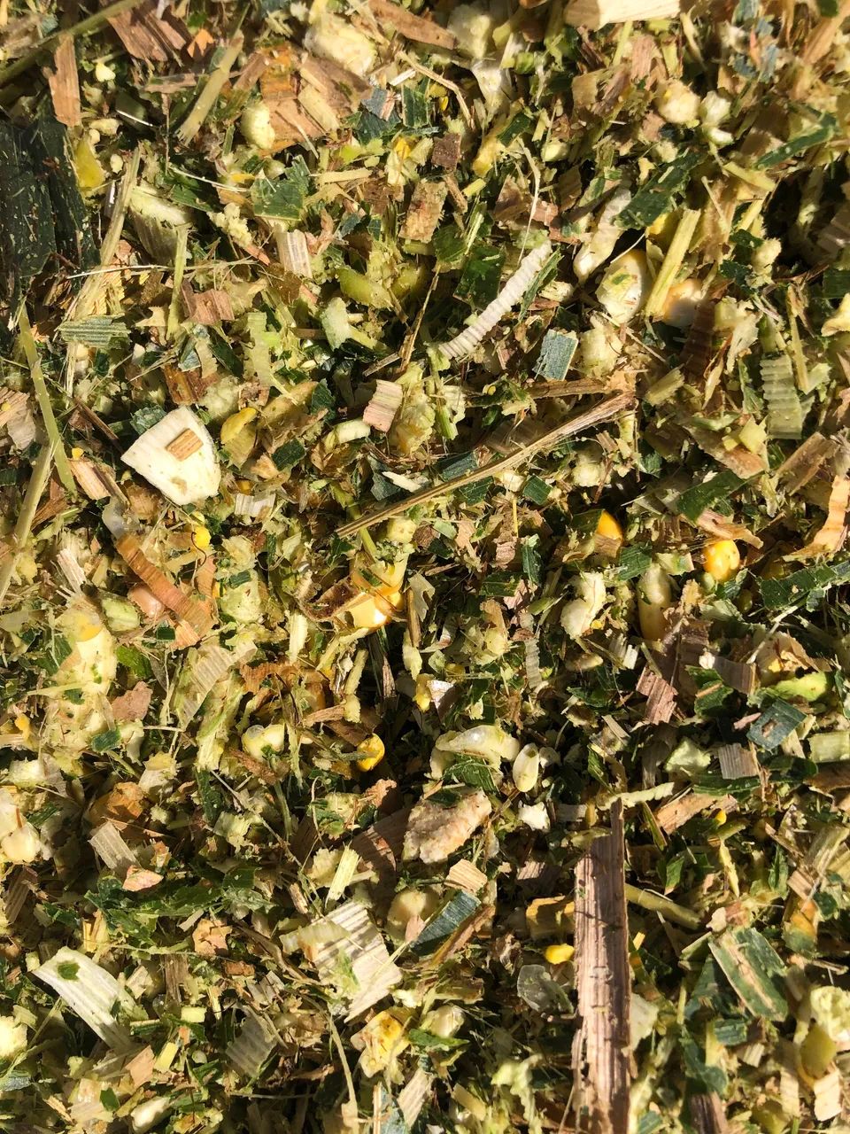 Silo de milho  - Foto 5