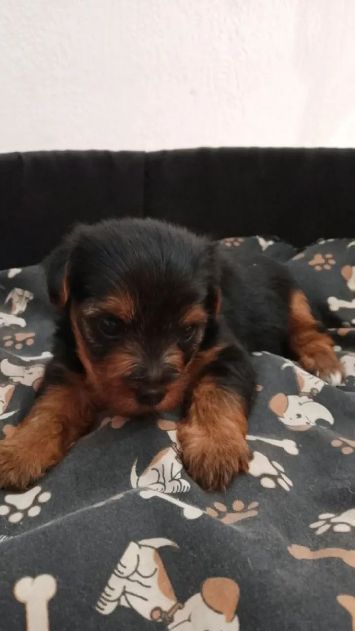 Cachorro - Foto 3