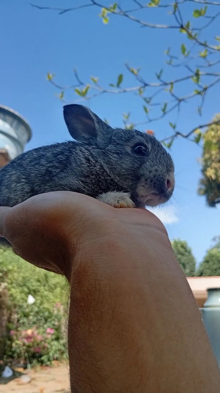 Coelhos - Foto 4
