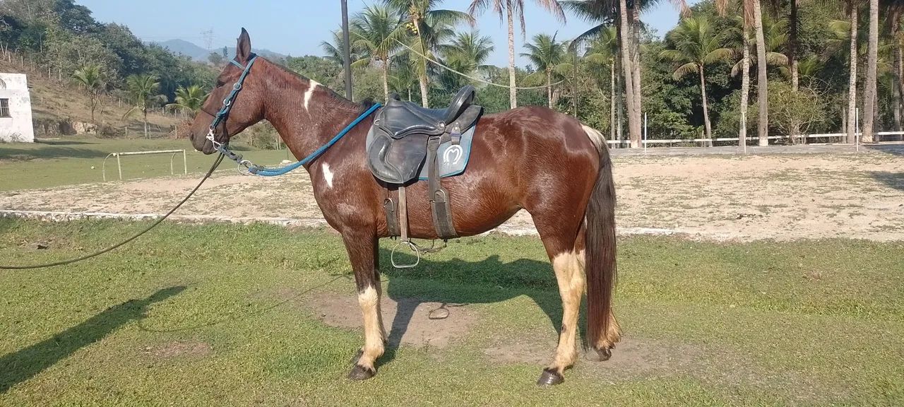 Egua pampa de marcha picada  - Foto 3