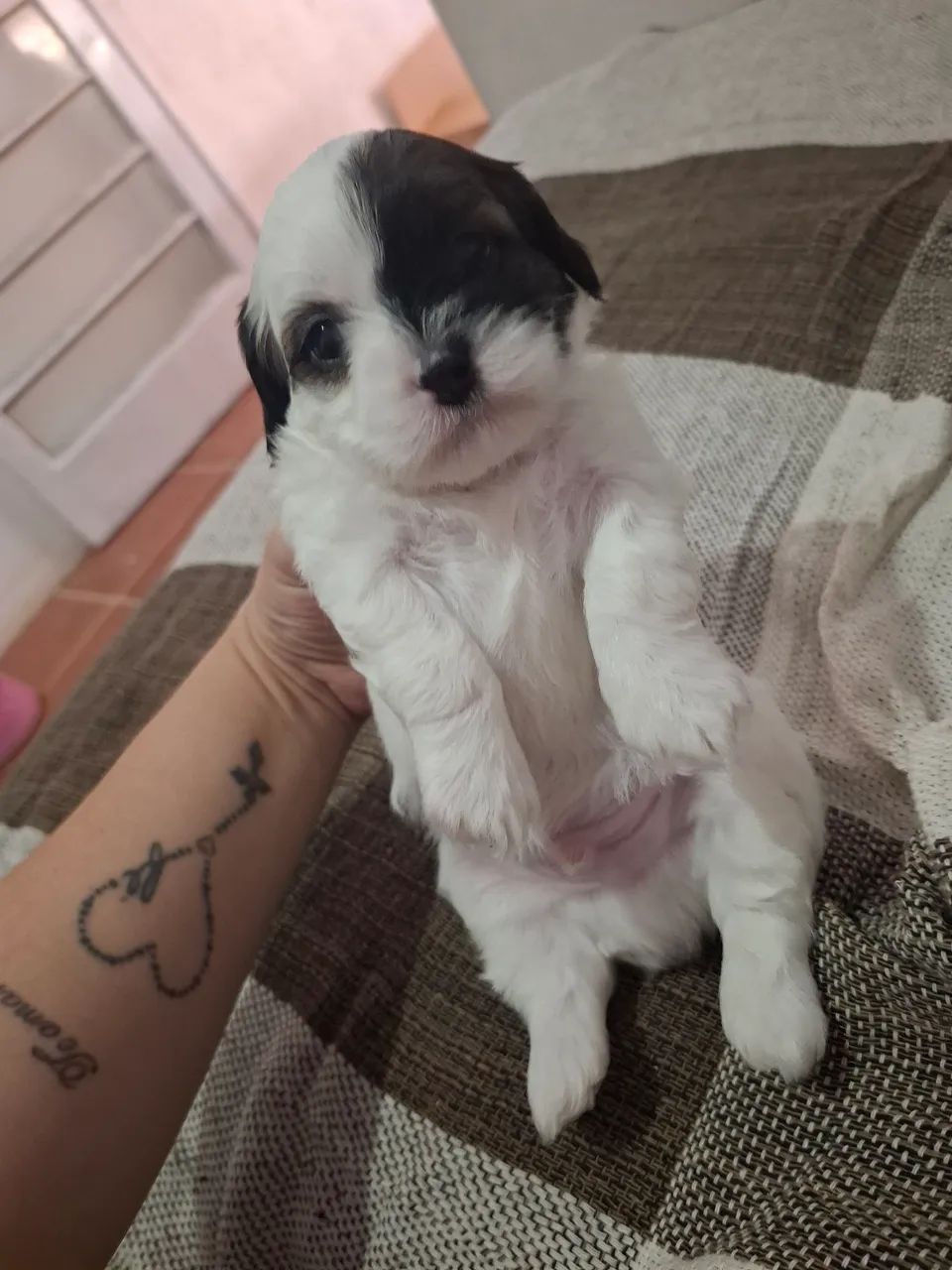 Shih tzu - Foto 2