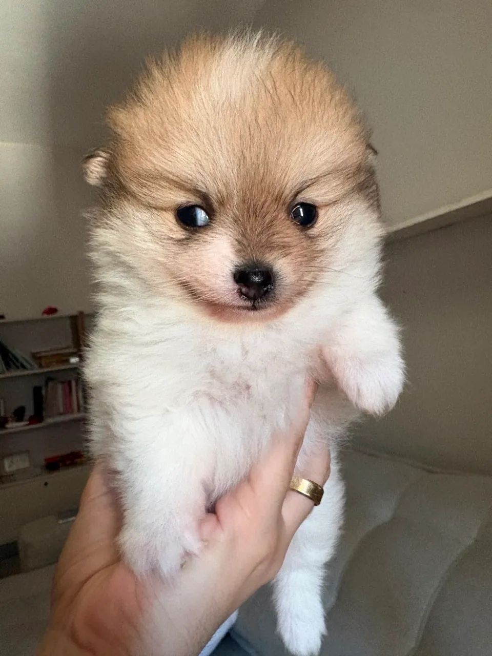 Spitz Alemão  - Foto 2