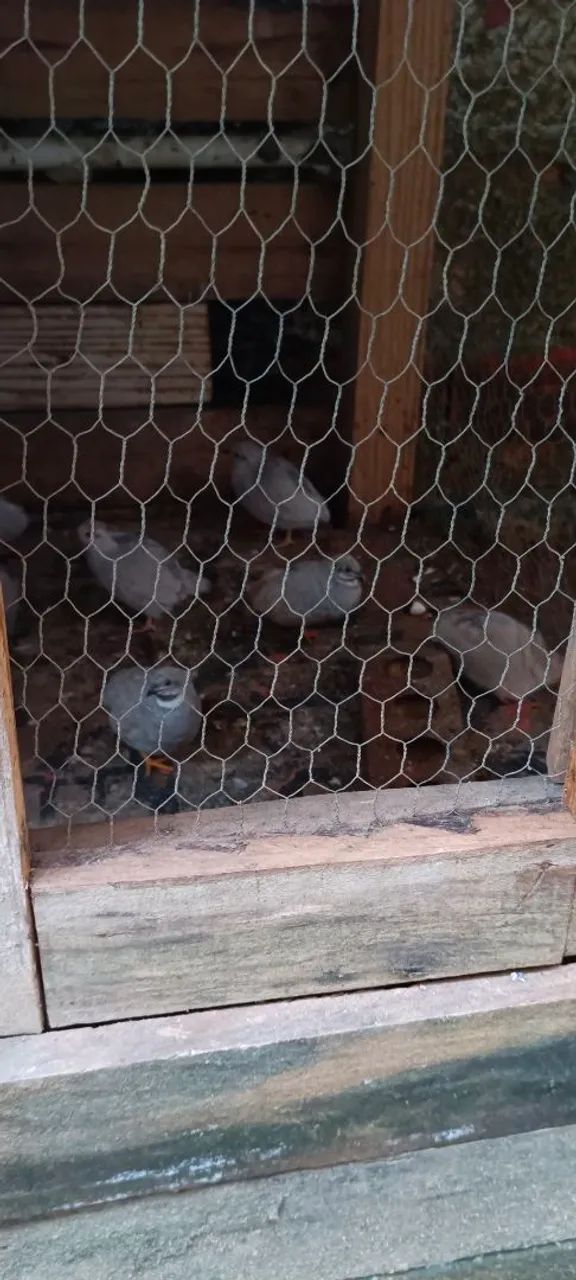 Codornas chinesa - Foto 2