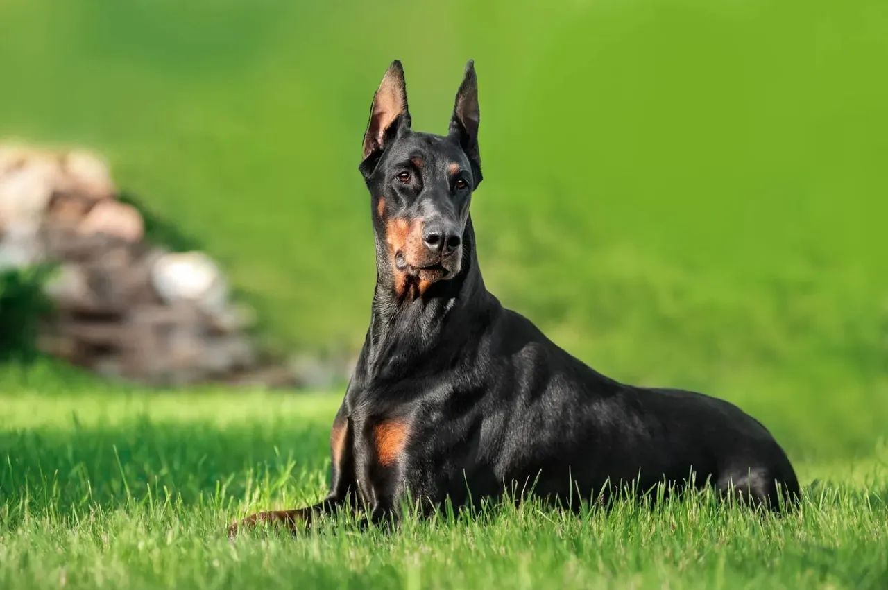 Filhotes Doberman