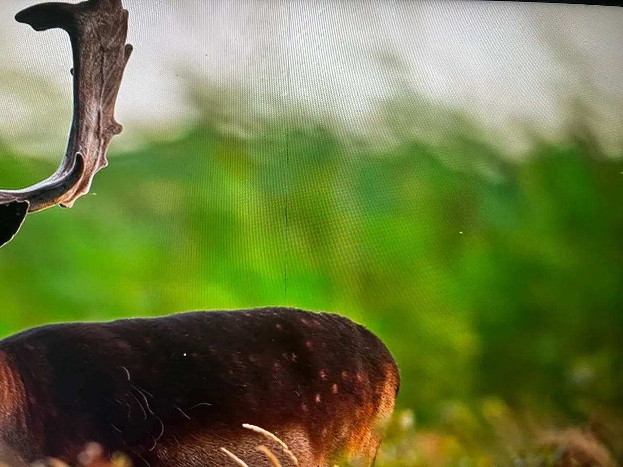 Monitor LG ultrafine 4k 27p  - Foto 2