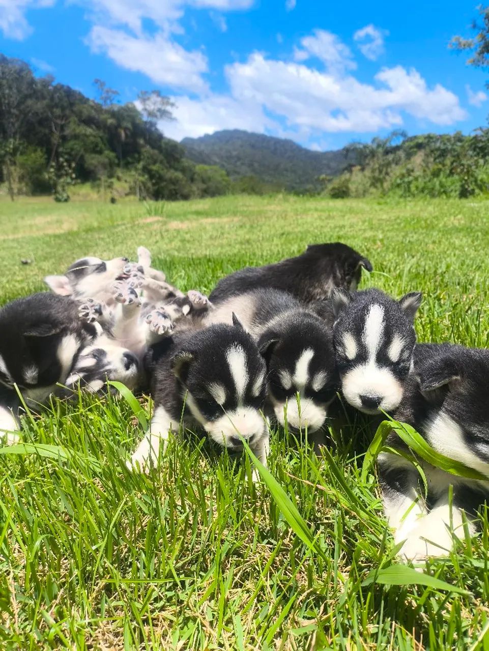 Husky siberiano 