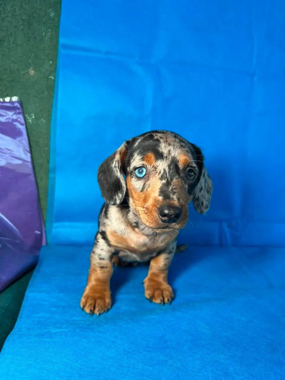 Dachshund