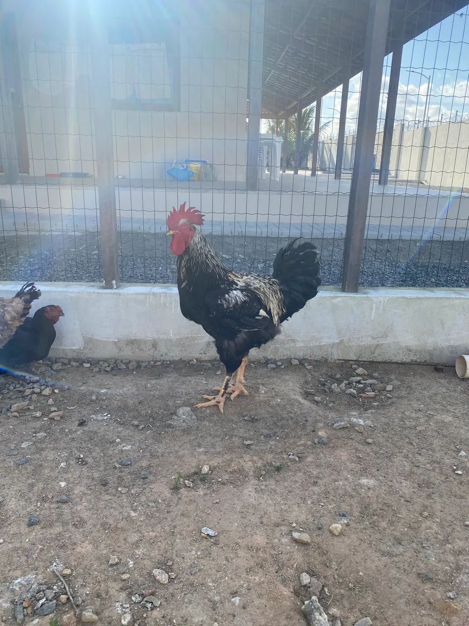 Galo Balão  - Foto 3