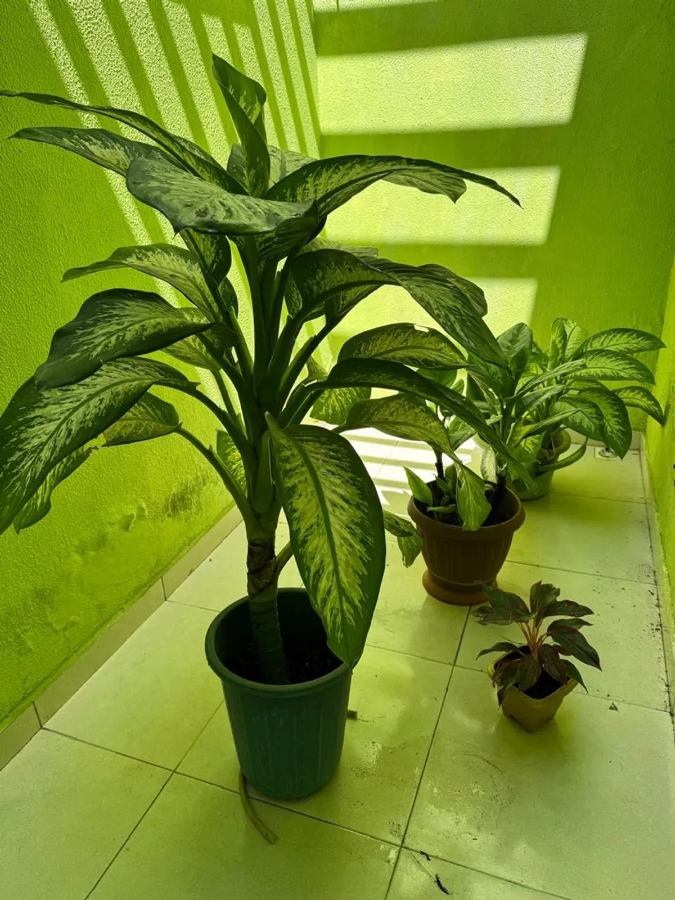 Vendo várias plantas  - Foto 4