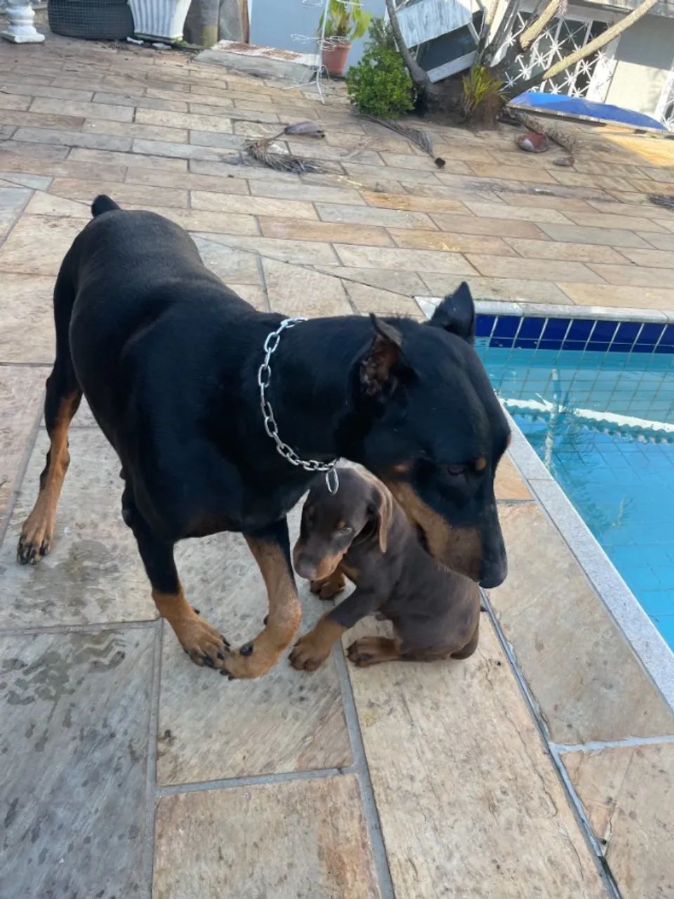 Vendo Filhotes de Doberman - Foto 4