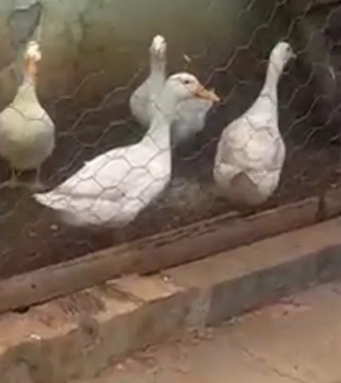 Aves marrecos um casal 