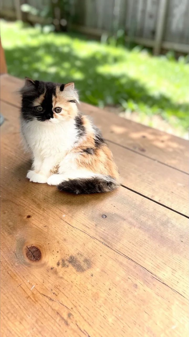 Fêmea de Perda Tricolor  - Foto 4