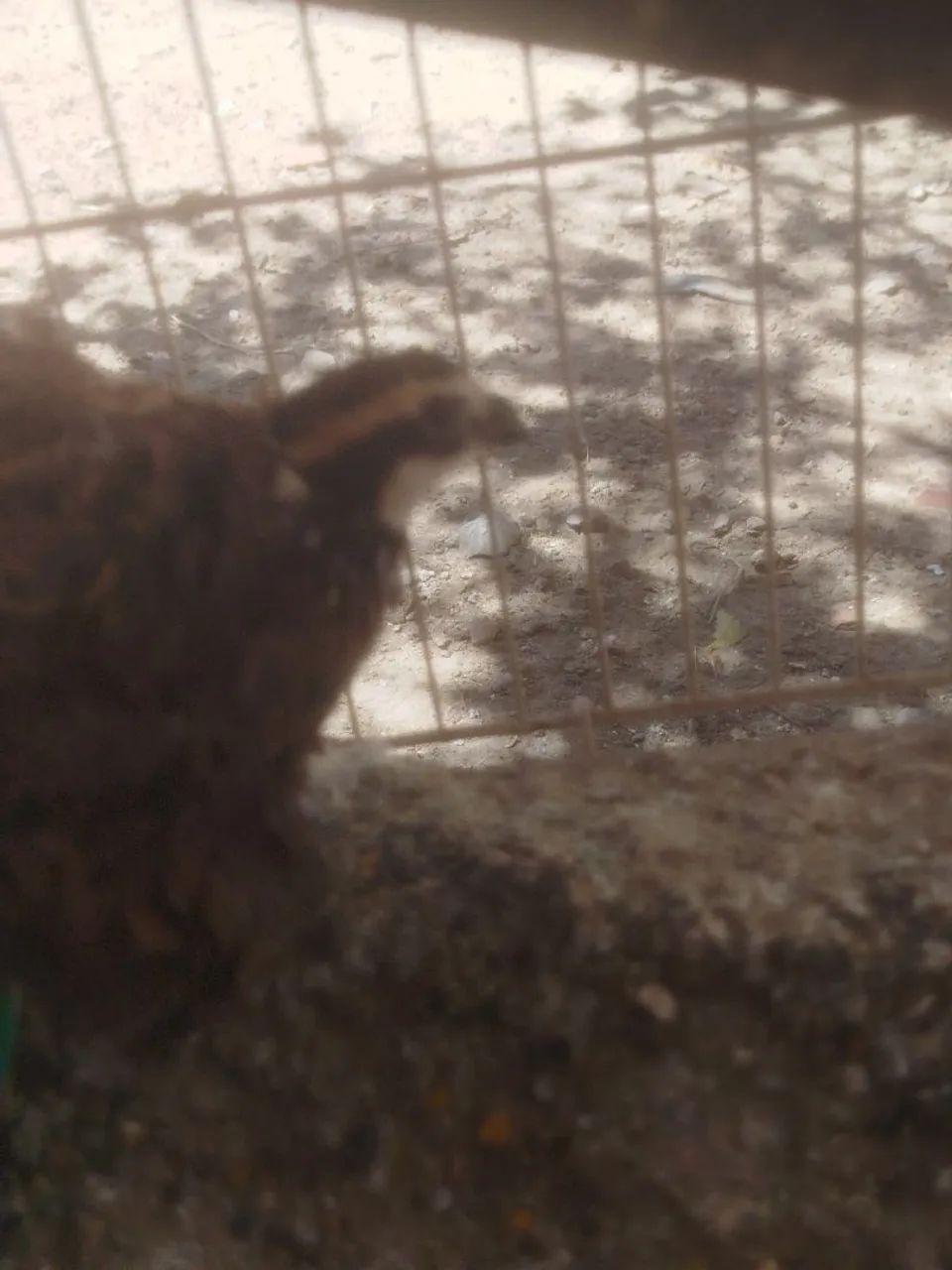 Codorna bobwhite (macho) - Foto 5