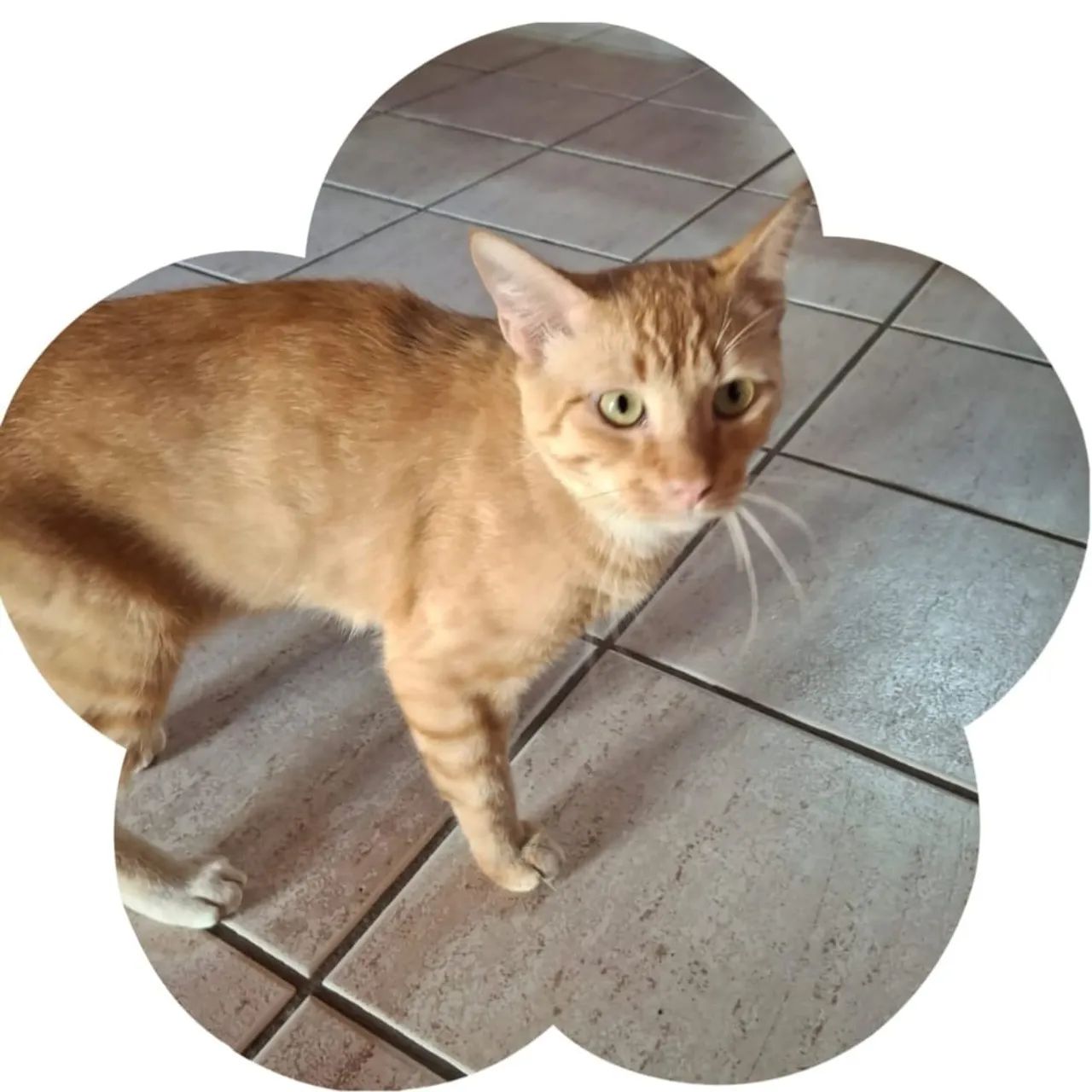 Doação de Gato Castrado