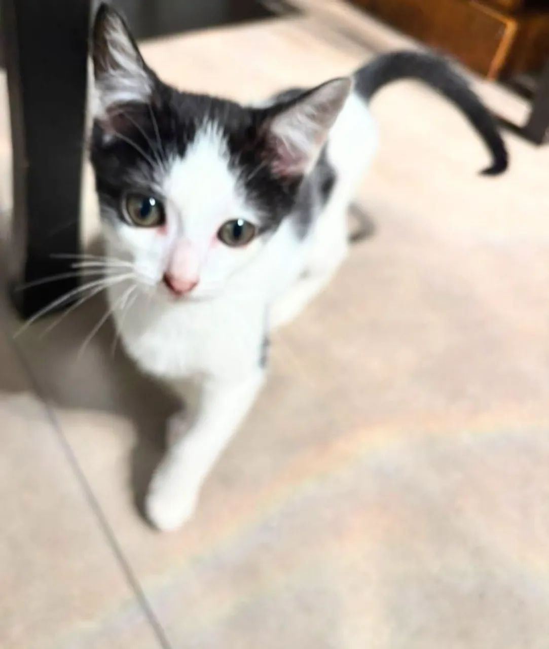 Gato - Foto 2