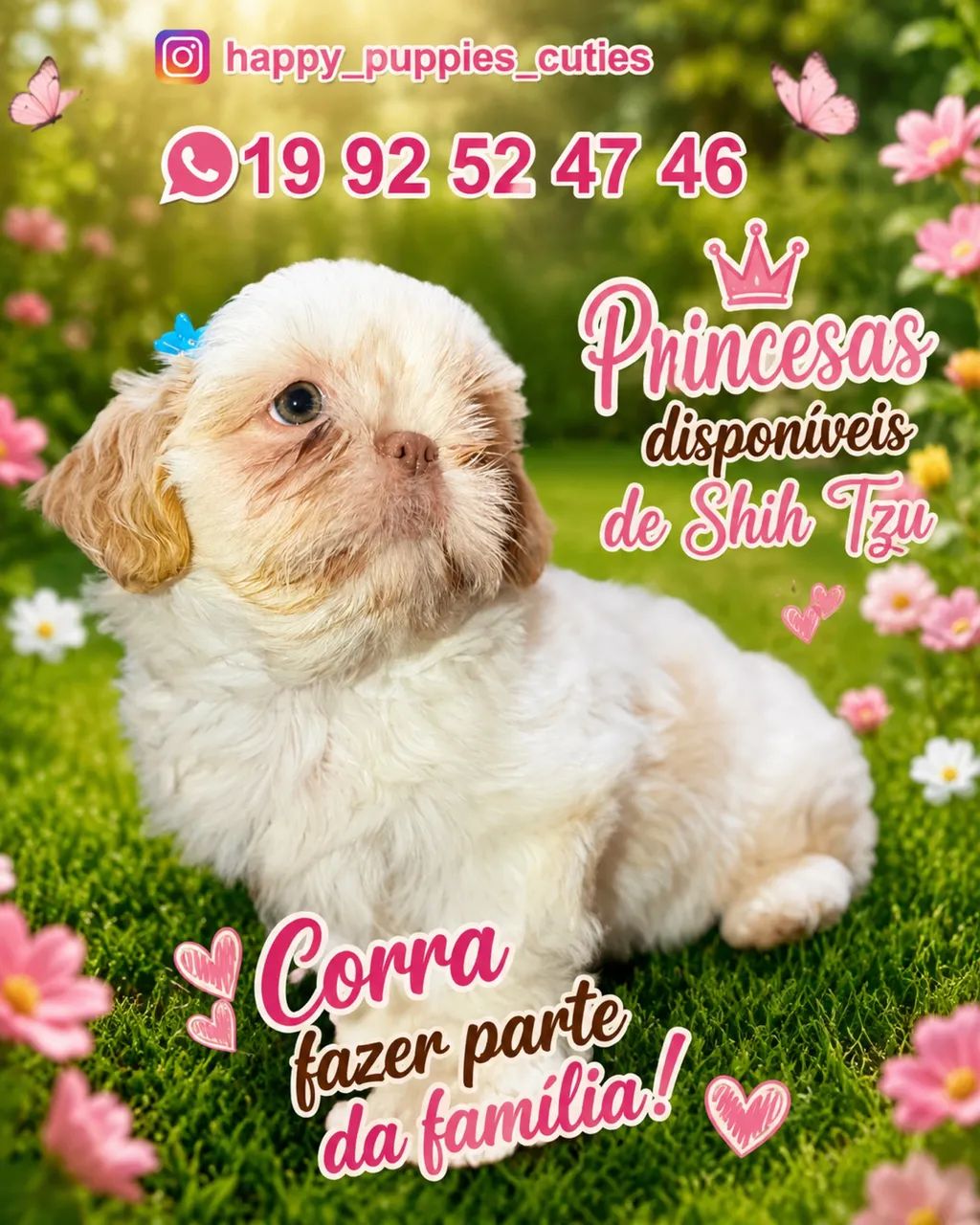Shitzu fêmea  - Foto 3
