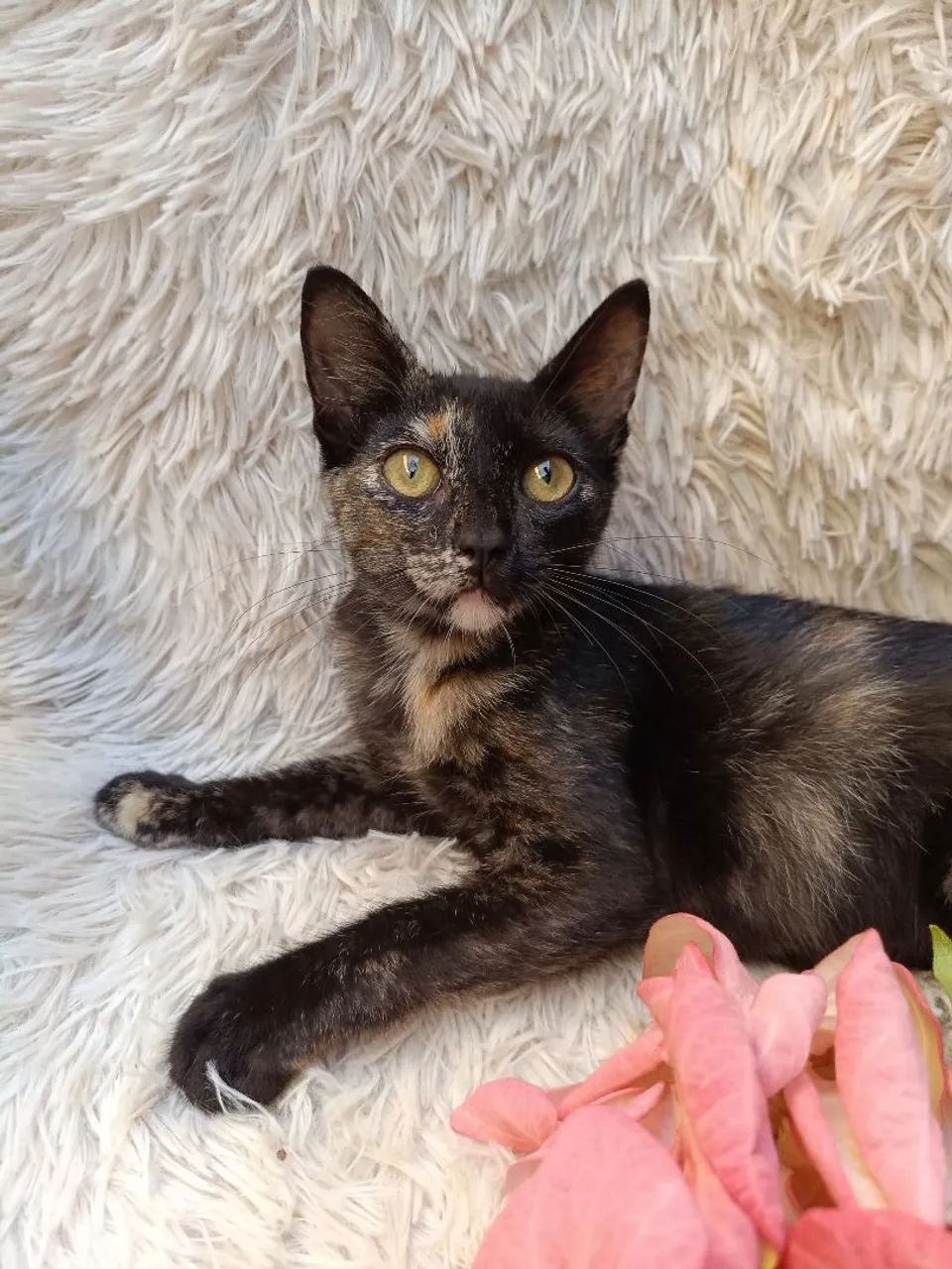 Adoção de Gatinha  - Foto 2