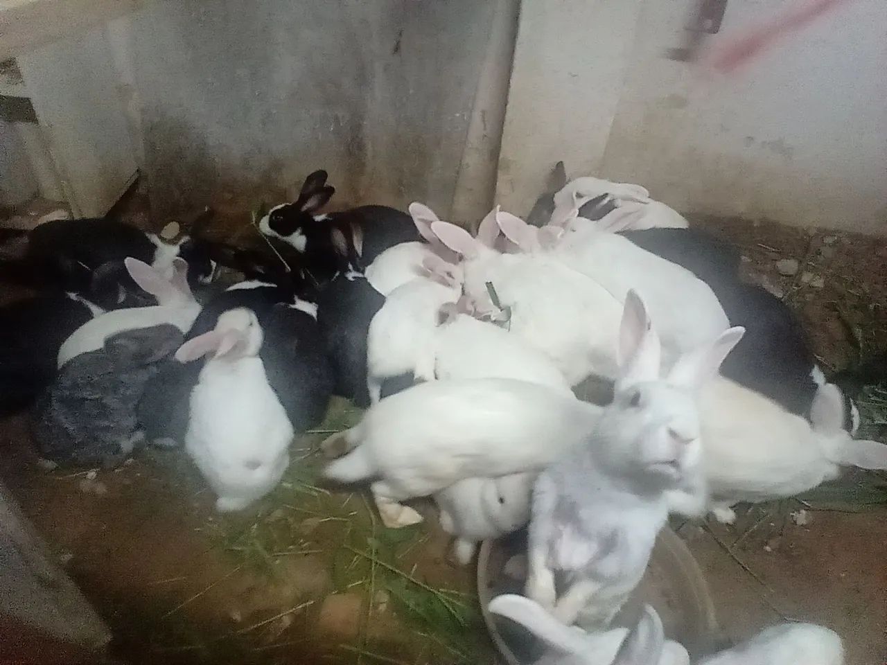 Coelhos à venda adultos e filhotes - Foto 4