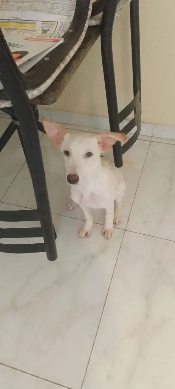 Doar  um cachorro 