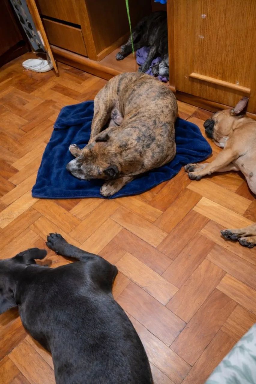 Hospedagem domiciliar pet  - Foto 5
