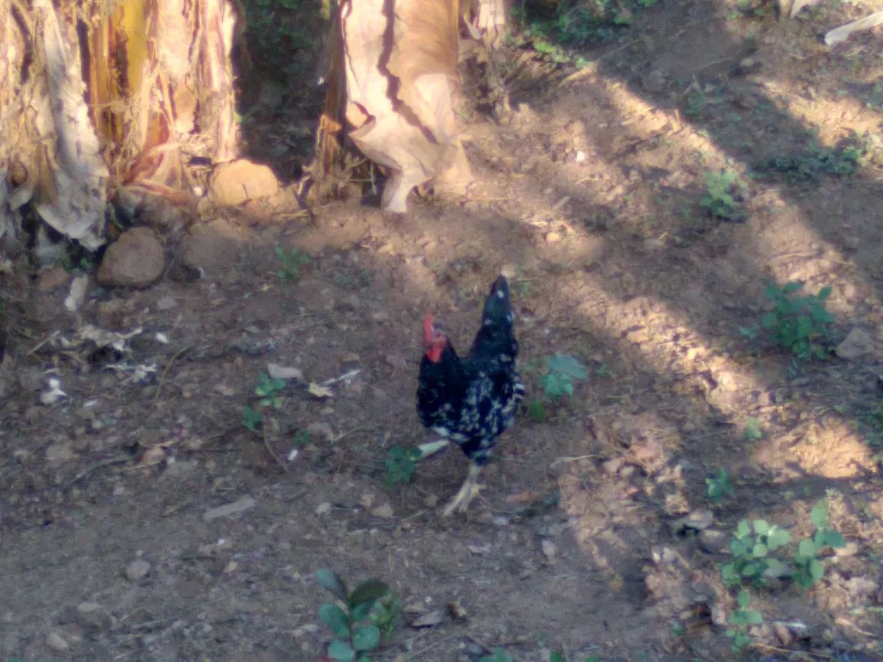 Vendo garnizés, frangos e galinhas  - Foto 2