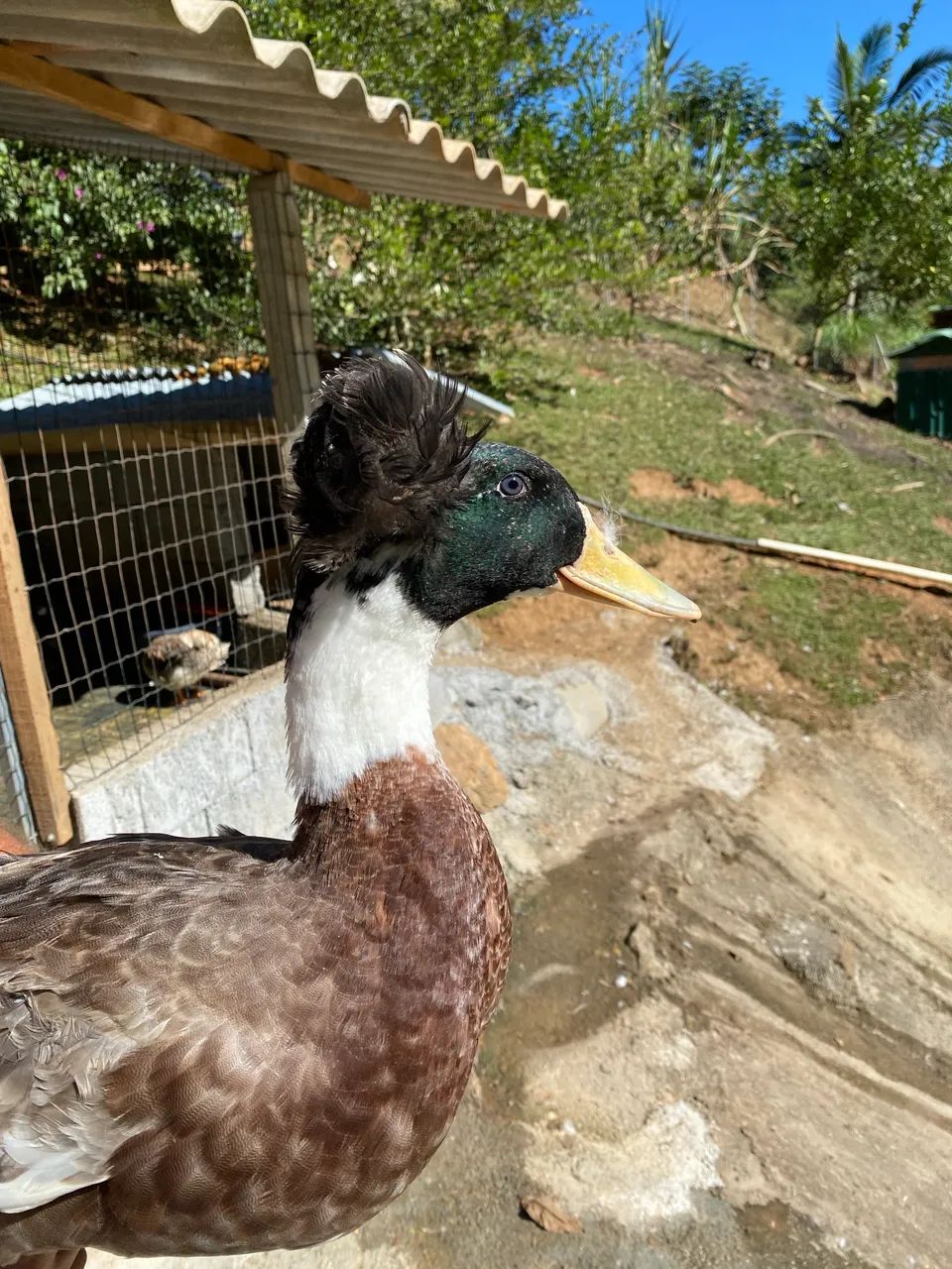 Ovos Férteis - Marreco Pompom - Foto 2